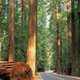 Illustration for article titled Going to Sequoia National Park Next Weekend